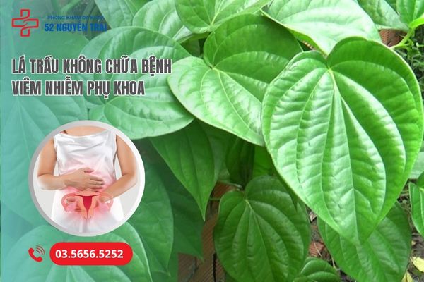 Cách chữa bệnh viêm phụ khoa bằng lá trầu không