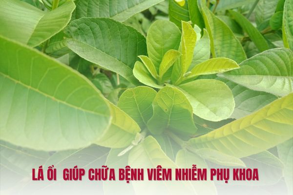 Chữa bệnh viêm nhiễm phụ khoa bằng lá ổi 