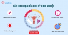 Các giai đoạn của chu kỳ kinh nguyệt