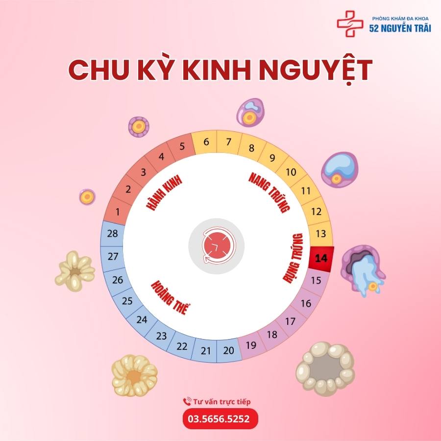 Chu kỳ kinh nguyệt ở phụ nữ