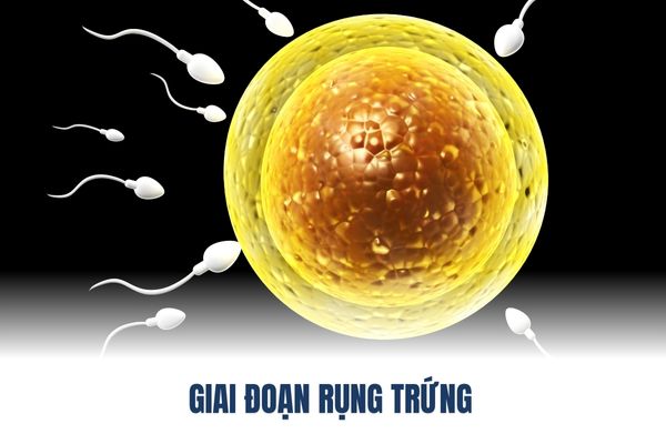 Giai đoạn rụng trứng của chu kỳ kinh nguyệt 