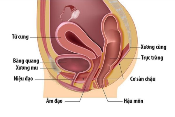 Sa cơ quan vùng chậu